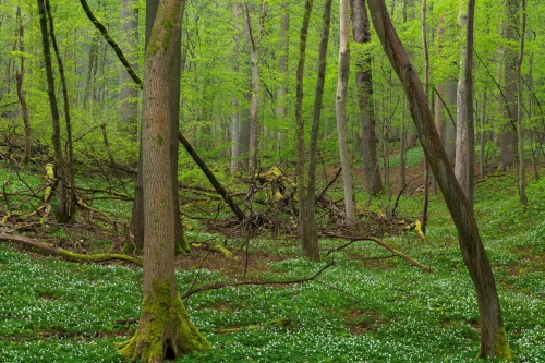 WALD-Frédéric-Demeuse-photograpphy-natural-forest-April